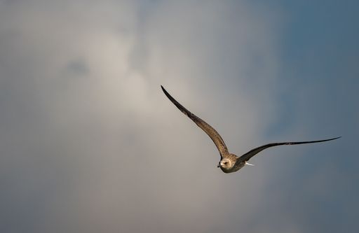 A kite flying against dark storm clouds