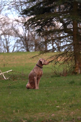 A vertical shot of a brown Weimaraner sitting on a grass