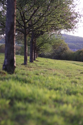 A vertical shot of a tree row surrounded with grass