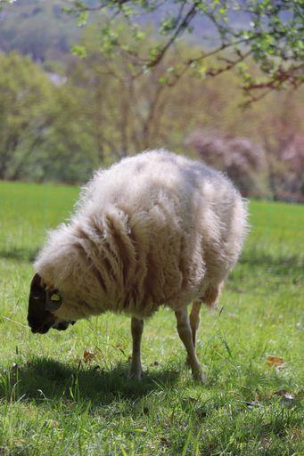 A beautiful shot of a sheep grazing in a green field
