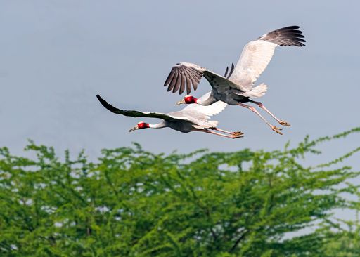 A serene view of Sarus Cranes flying above a field