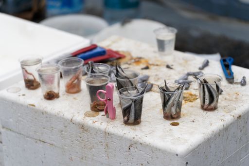 A selective focus shot of plastic cups filled with raw dead, small fish in the market