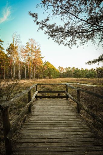 A vertical shot of a wooden bridge path through an autumn park
