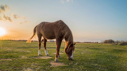 A beautiful brown horse grazing on a pasture at sunset