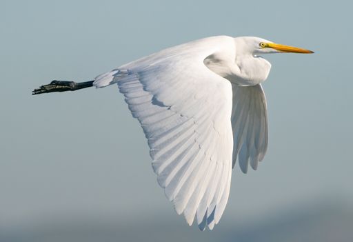 A closeup shot of a white Great Egret flying in the air on blue sky background
