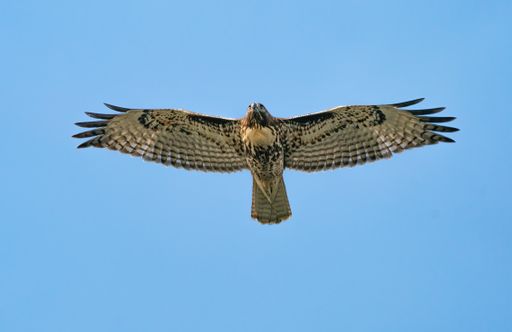 A scenic view of a Red-tailed hawk flying in the blue sky