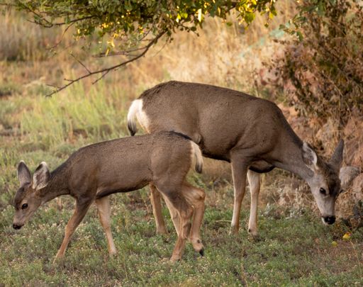 Two lovely cute white-tailed female deers in the field grazing green grass during the daytime