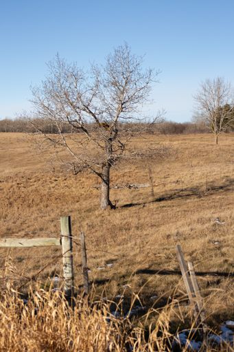 A group of bare tree standing in a dry grassy field on a sunny day