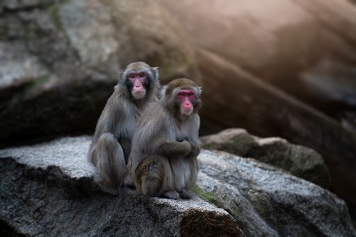Two Japanese macaque male and female monkeys looking at the viewer while hugging each other