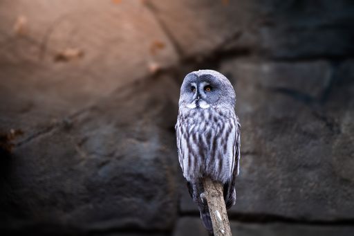 A beautiful Great gray owl perched on a wooden pole
