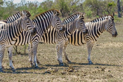 A closeup shot of four adult zebras standing together in the safari
