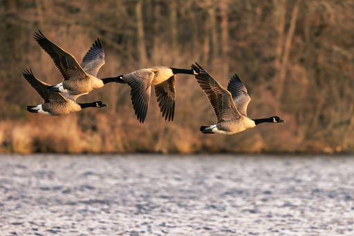A closeup of a flock of geese flying above water with the blurry background of bare branches