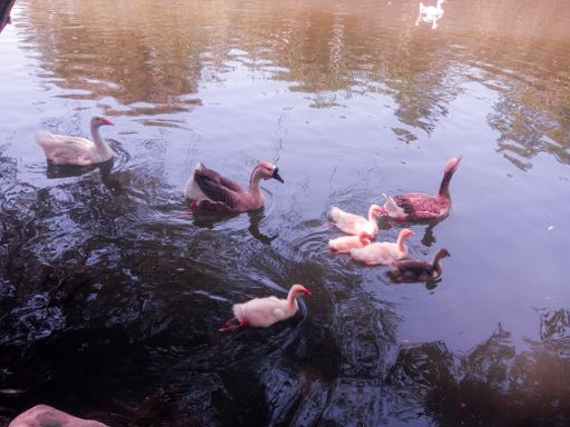A beautiful shot of ducks and geese swimming in the lake