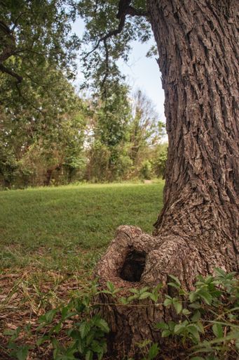 A vertical shot of a hollow of a tree in the park with beautiful green grass