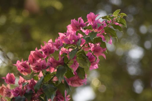 A closeup shot of beautiful pink Bougainvillea flowers in the garden against a green background
