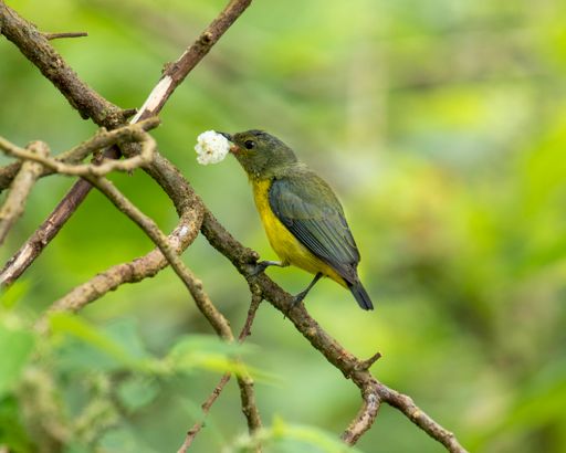 A shallow focus shot of a thick-billed euphonia bird standing on a tree twig with something on its mouth with blurred background