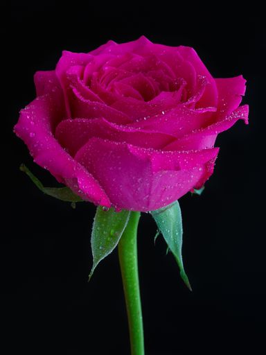 A vertical closeup shot of a pink rose with dew on top on a black background