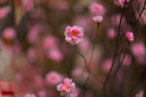 A closeup selective focus shot of blooming peach blossom flowers