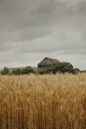 A vertical shot of a wooden hut in a rural area surrounded by a wheat field