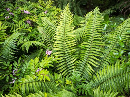 View of Wallich's Wood Fern Dryopteris wallichiana plant
