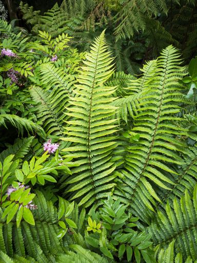 View of Wallich's Wood Fern Dryopteris wallichiana plant