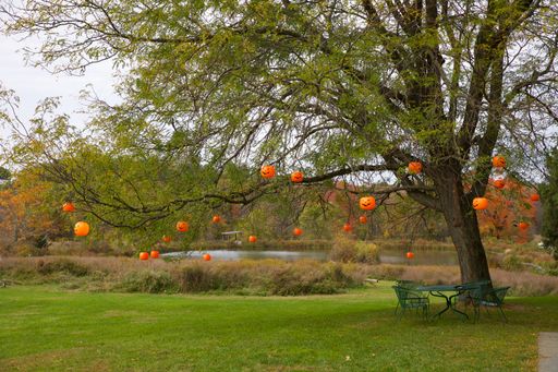 Some pumpkins hung on a tree in a park for Halloween