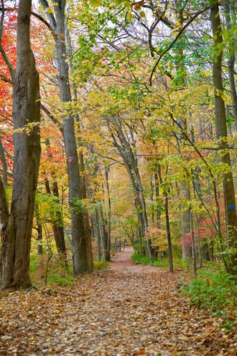 A beautiful vertical shot of a pathway through autumn forest trees on  a sunny day and blue sky