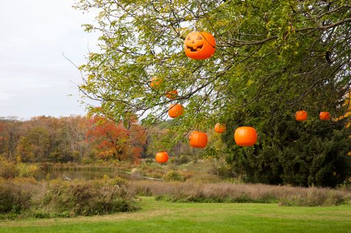 Some pumpkins hung on a tree in a park for Halloween in Hudson Valley