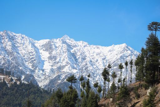 A closeup of a pine forest on a slope of a mountain covered with snow against a blue sky