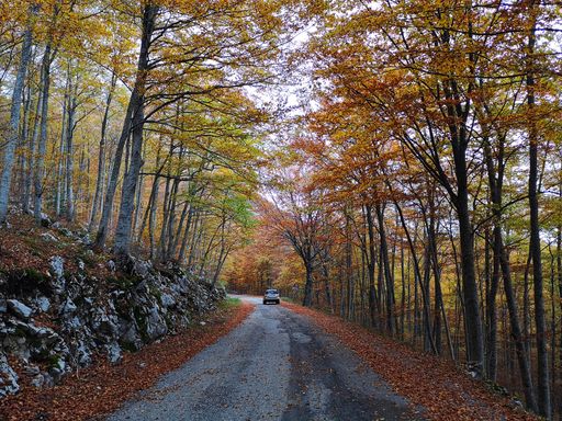 A scenic view of a car driving through a road with both sides surrounded by tree in autumn