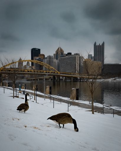 The Canadian geese in the snowy park on the bank of the river with a bridge above in Pittsburgh, USA