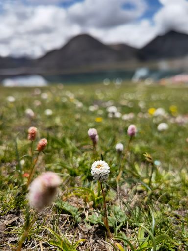 A selective focus shot of blooming wildflowers in a meadow with mountains and a lake in the background