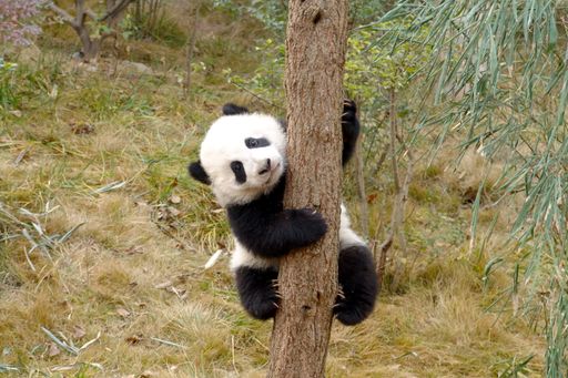 A cute baby panda climbing a tree