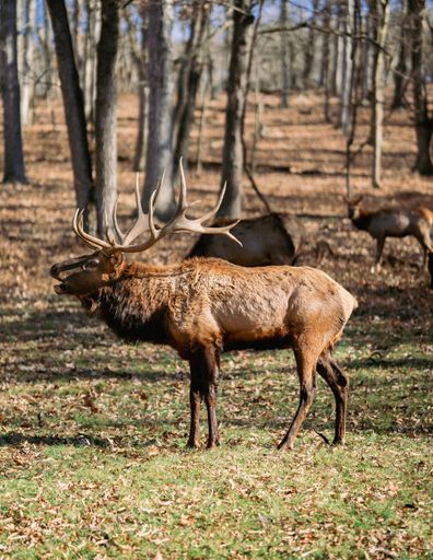 A beautiful view of a buck walking in the forest with many dry, autumn leaves under the sunlight