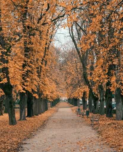 A vertical shot of a long walking trail through a dense mysterious autumn forest
