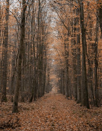 A vertical shot of a long walking trail through a dense mysterious autumn forest
