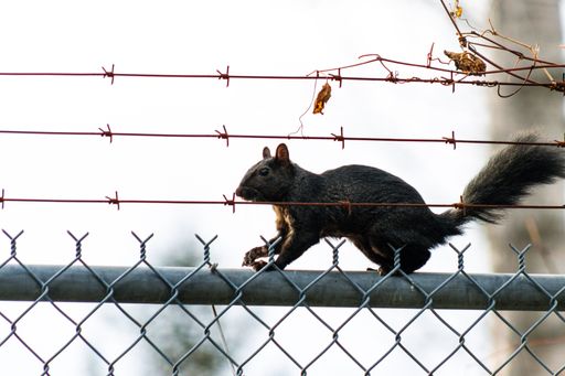 A selective focus shot of a squirell on the fence of prison in Lindsay, Ontario