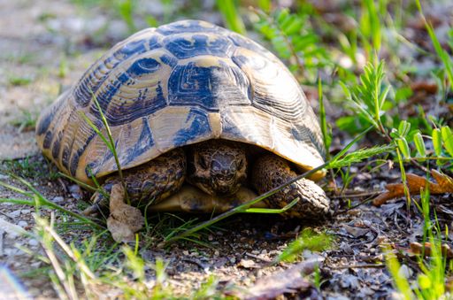 A closeup shot of a turtle on the grass