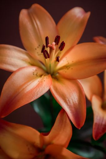 A closeup of the blossomed beautiful orange lily flower