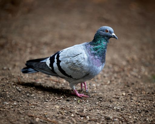 A closeup shot of a dove outdoors on a blurred background