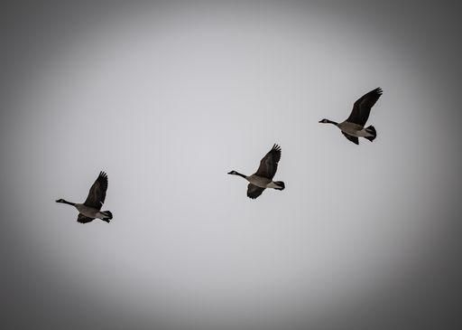 A grayscale shot of three Canadian geese flying together in the sky.