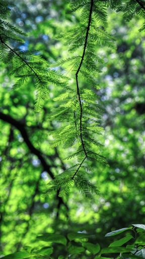 A closeup shot of the fir branch on a sunny day in the forest