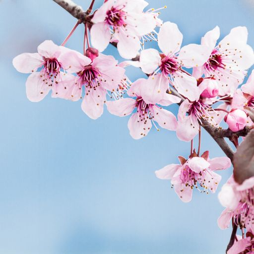 A closeup shot of cherry blossoms on blurred blue background