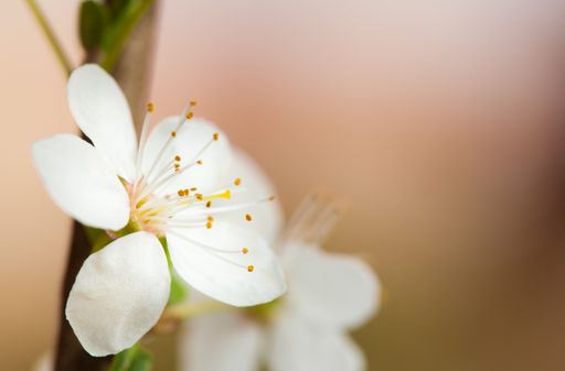 A selective focus shot of bloomed cherry