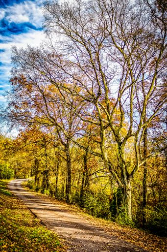 A vertical shot of an empty narrow footpath surrounded by trees under a blue cloudy sky on a sunny day