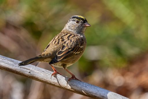 A close-up shot of a golden-crowned sparrow standing on a wooden pipe.