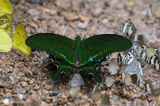 A closeup shot of a Paris Peacock butterfly