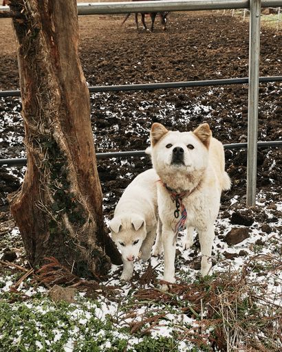 A vertical shot of a pair of white dogs in a snowy park
