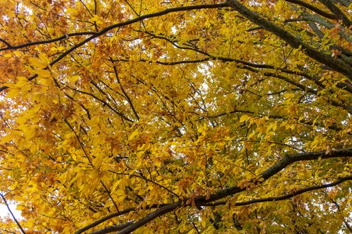 A beautiful shot of a tree full of autumn leaves during the day