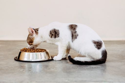 An American wirehair male cat eating from a cat food bowl